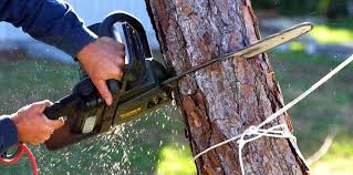 Best Tree Preservation Services  in Fort Atkinson, WI